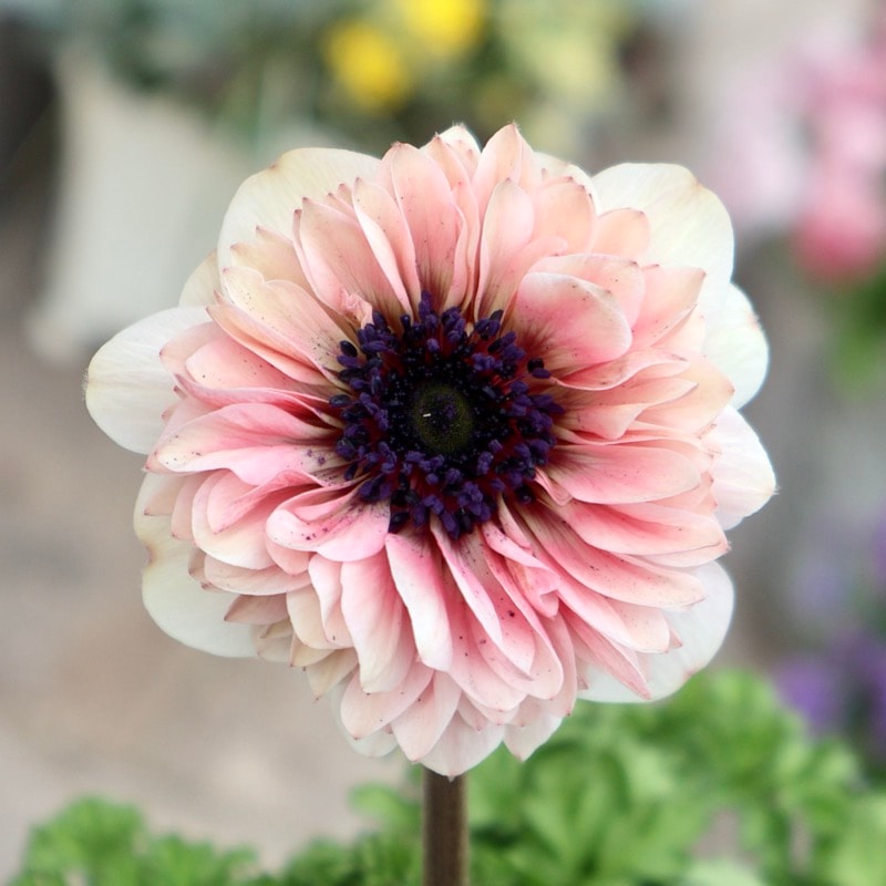 《画像の現品1点限り》2026年☆八重咲きアネモネ「アンアリス」26-16番(3.5号苗)