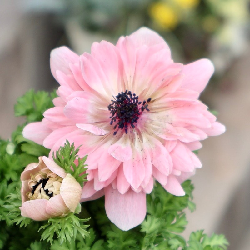 《画像の現品1点限り》2026年☆八重咲きアネモネ「アンアリス」26-17番(3.5号苗)