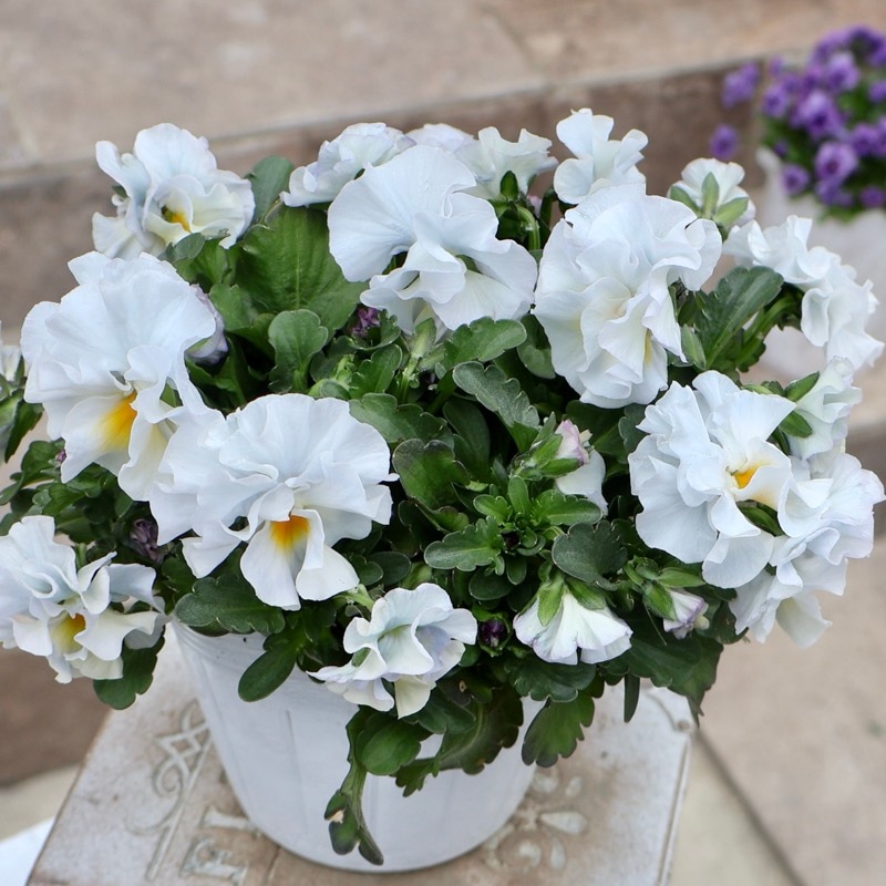 画像の現品1点限り☆桐生ふぁ~む×花日和さんのビオラ「アイクルール