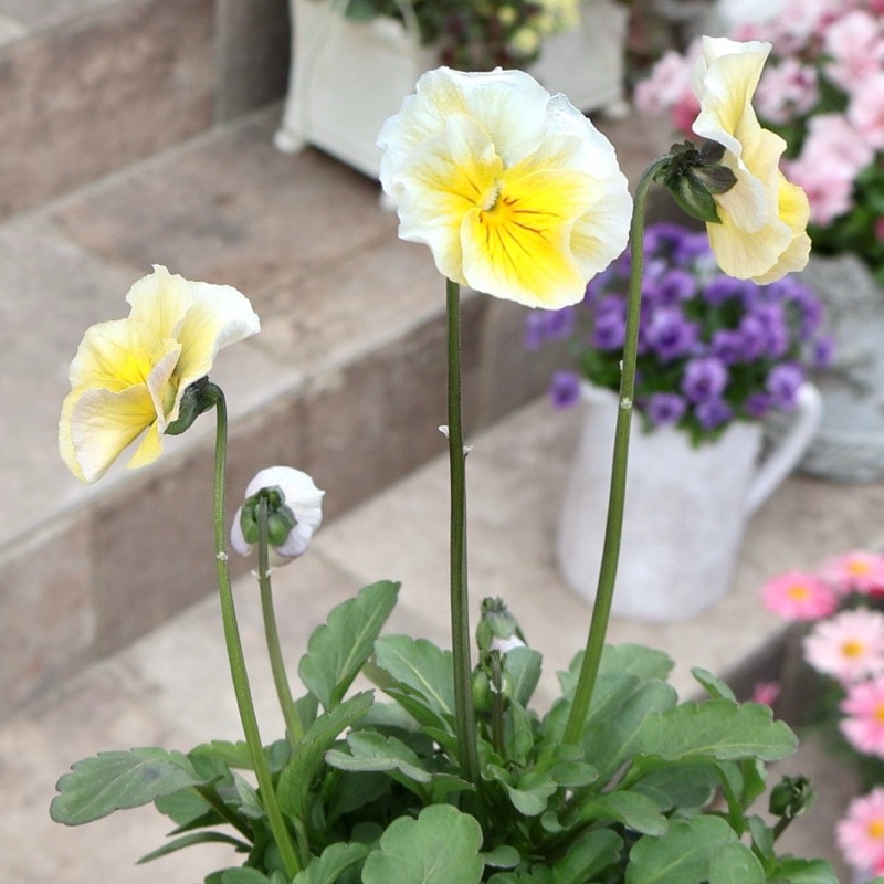 画像の現品1点限り!!吉村さんの花首のより長いビオラ「君待ち」2531番