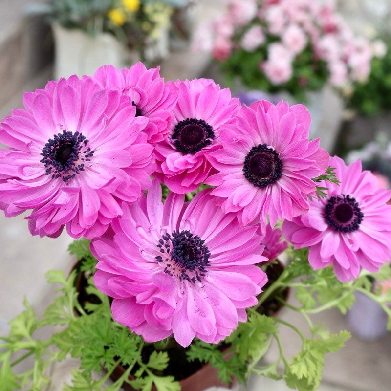 《画像の現品1点限り》驚きの特大2年生株★広原園さんオリジナル八重咲きアネモネ・21番