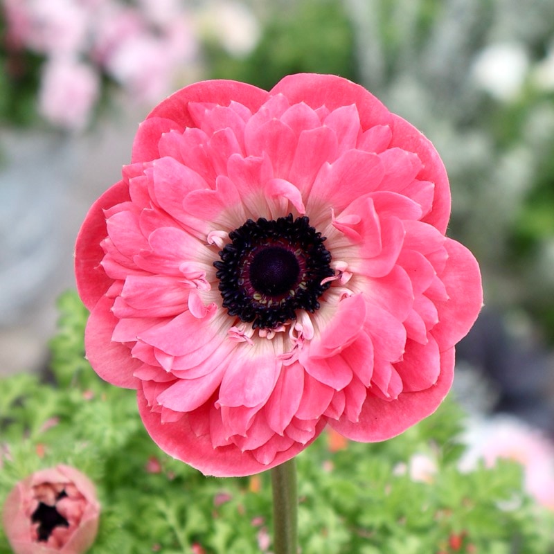 《画像の現品1点限り》驚きの特大2年生株★広原園さんオリジナル八重咲きアネモネ・22番