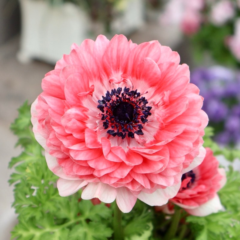 《画像の現品1点限り》驚きの特大2年生株★広原園さんオリジナル八重咲きアネモネ・23番