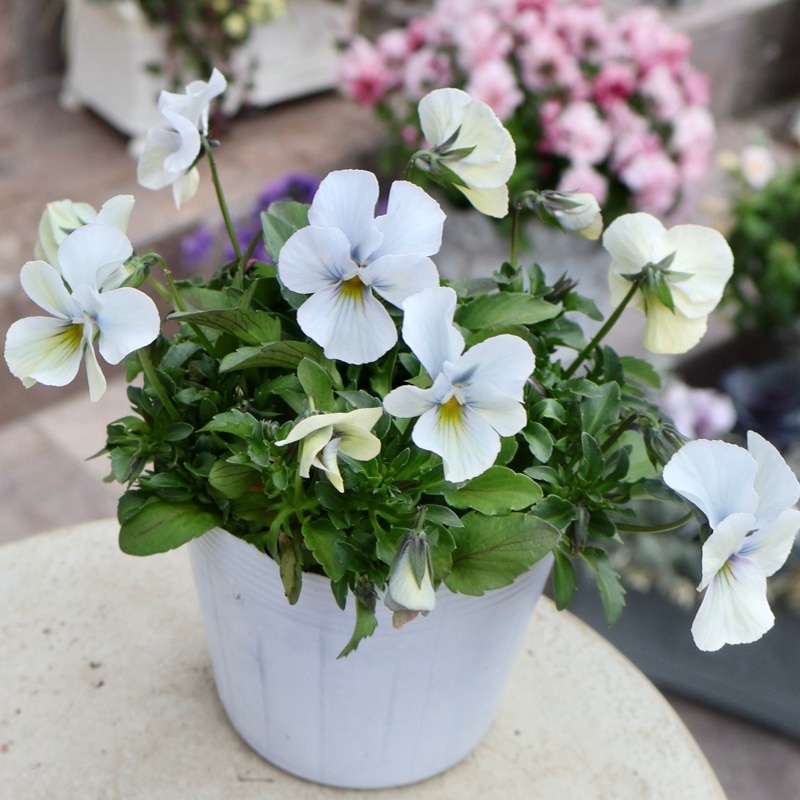 2026年NEW画像撮影》画像の現品1点限り!!うえたビオラ「パピヨン