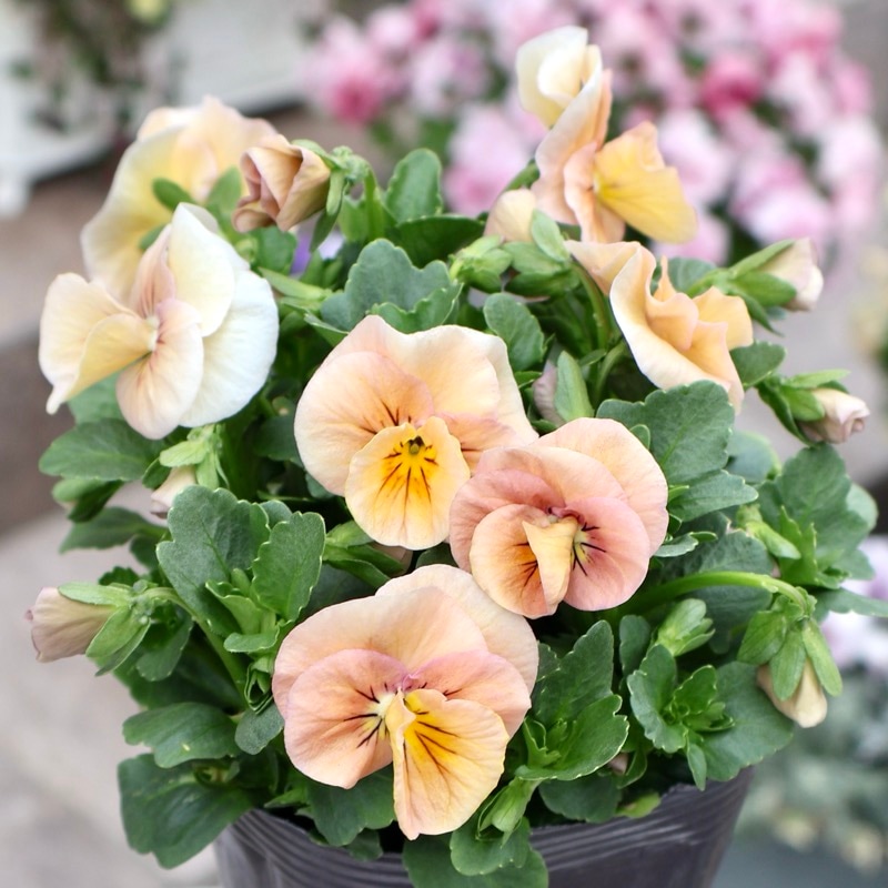 画像の現品1点限り!!うえたビオラ「サンピラー」SP2