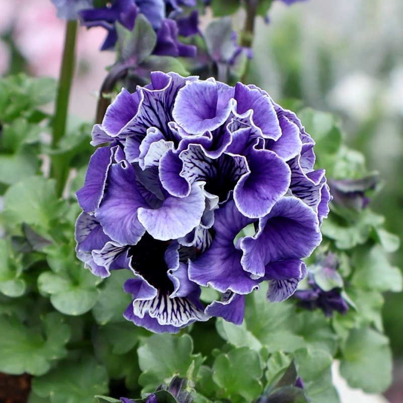 画像の現品1点限り☆サトウ園芸さんのパンジー「ドラキュラ」(65番)　