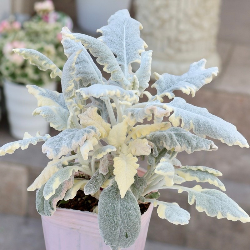 これは可愛い♪希少品☆セネシオ「バニラッテ」(2.5号ロングポット)