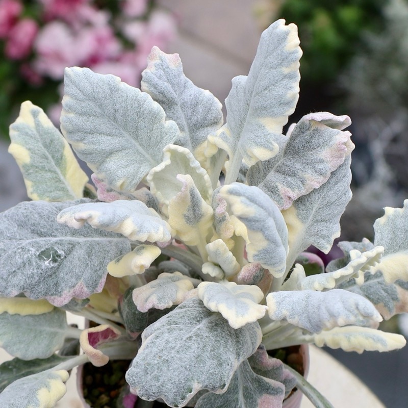 シルバー系｜葉物植物（カラーリーフ）｜ネット通販ショップ～風散歩～