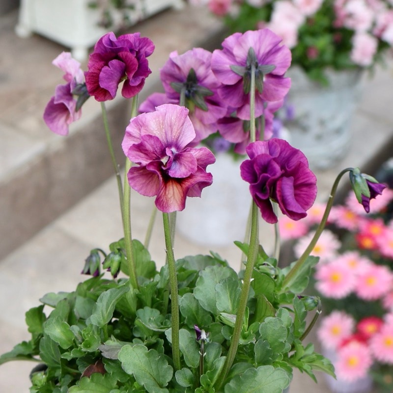 画像の現品1点限り☆吉村さんの花首の長いビオラ「ブローインフィールド」2517番