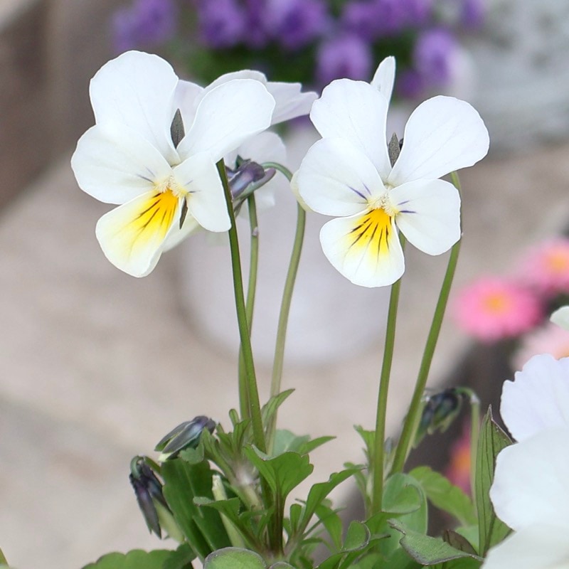 画像の現品1点限り☆吉村さんの花首の長いビオラ「ブローイン