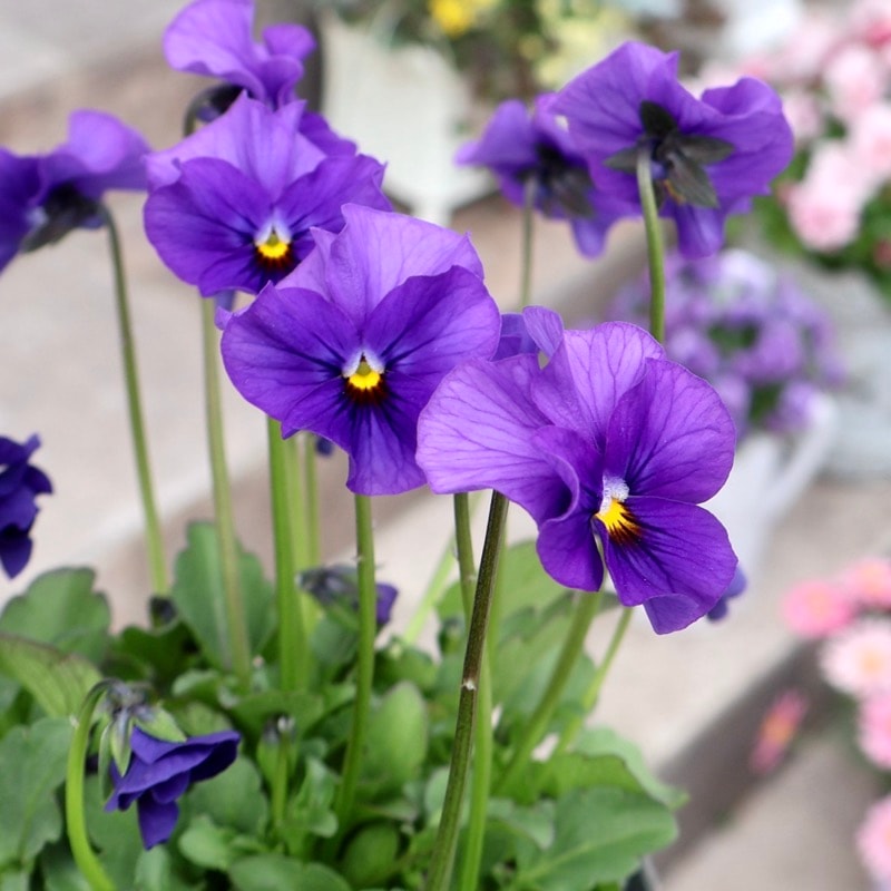 画像の現品1点限り☆吉村さんの花首の長いビオラ「ブローインフィールド」2519番