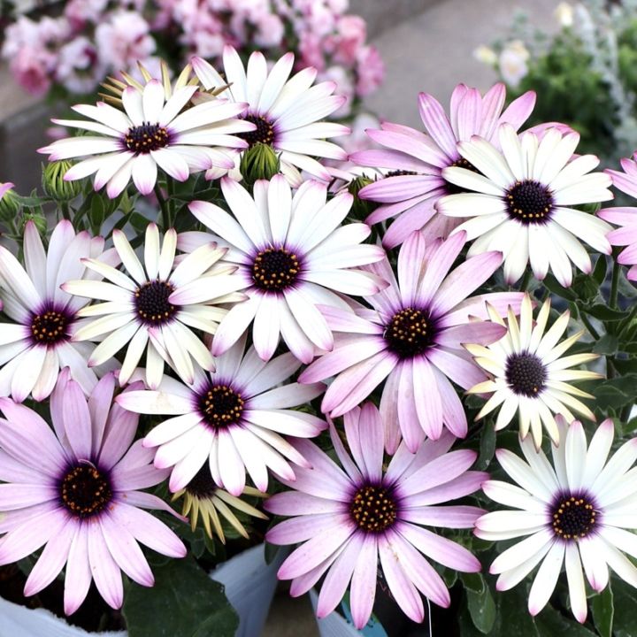 可愛い♪NEW☆オステオスペルマム「マジックピンク」(3.5号ポット)