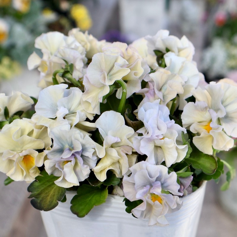 画像の現品1点限り☆桐生ふぁ~む×花日和さんのビオラ「アイクルール