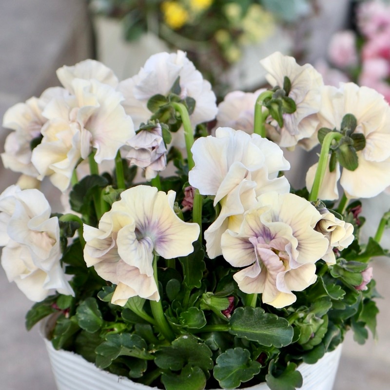 画像の現品1点限り☆桐生ふぁ~む×花日和さんのビオラ「アイクルール