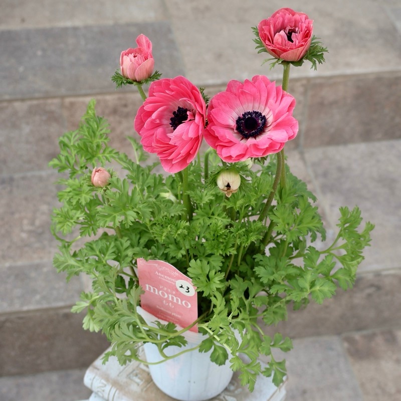 欲しい色が買える!!《画像の現品1点限り》八重咲きアネモネ「momo(もも)」23番