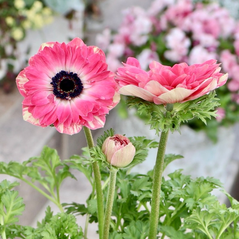 欲しい色が買える!!《画像の現品1点限り》八重咲きアネモネ「momo(もも)」24番