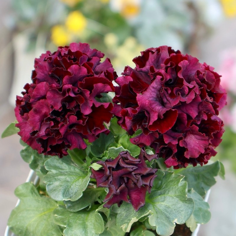 《画像の現品1点限り》スペシャルなサトウ園芸さんのパンジー・ローブ・ドゥ・アントワネット＜145＞