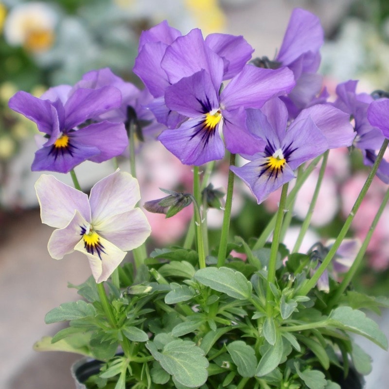 画像の現品1点限り☆吉村さんの花首の長いビオラ「ブローインフィールド」2521番