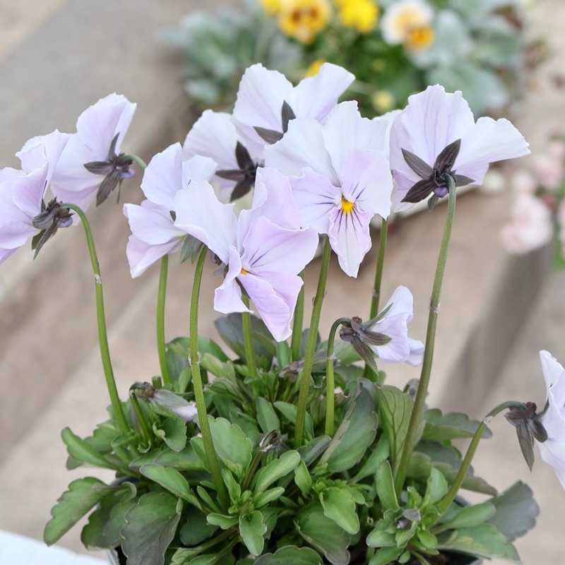 画像の現品1点限り☆吉村さんの花首の長いビオラ「ブローインフィールド」2523番