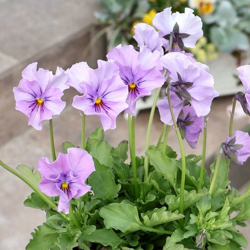 画像の現品1点限り☆吉村さんの花首の長いビオラ「ブローインフィールド」2525番