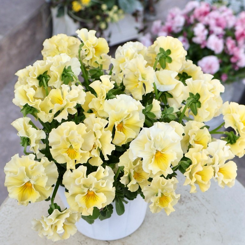 《画像の現品1点限り》超良株☆花日和さんのフリル咲きビオラ「華あられ」＜25SP21＞　