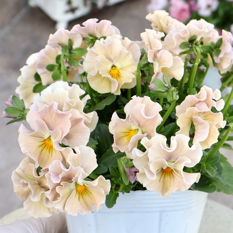 《画像の現品1点限り》超良株☆花日和さんのフリル咲きビオラ「華あられ」＜25SP22＞　