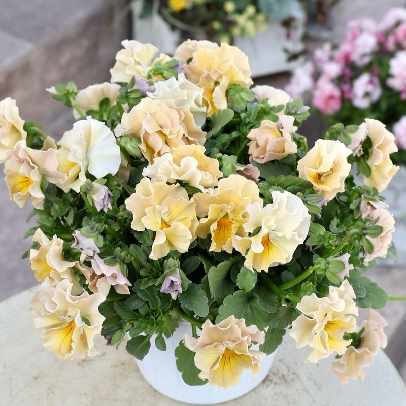 《画像の現品1点限り》超良株☆花日和さんのフリル咲きビオラ「華あられ」＜25SP23＞　