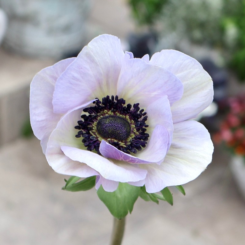 希少苗入荷!!《画像の現品》アネモネ「ミストラル」5番