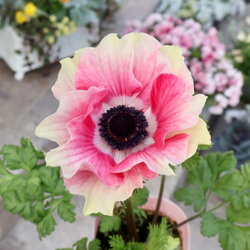 希少苗入荷!!《画像の現品いずれか》アネモネ「ミストラル」6番