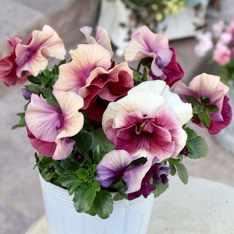 画像の現品1点限り★花日和さんのパンジー「アルバルーチェ」＜33番＞