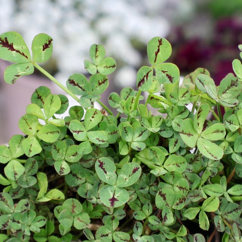 《画像の現品いずれか》みもと園芸クローバー☆エンジェルクローバー「レモン」