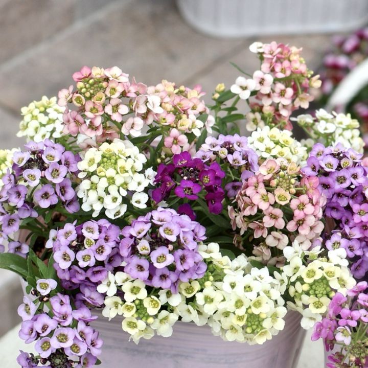 《ピンク&アプリコットMIX》サトウ園芸さんのアリッサム「アリュール」4番 (3号ロングポット)