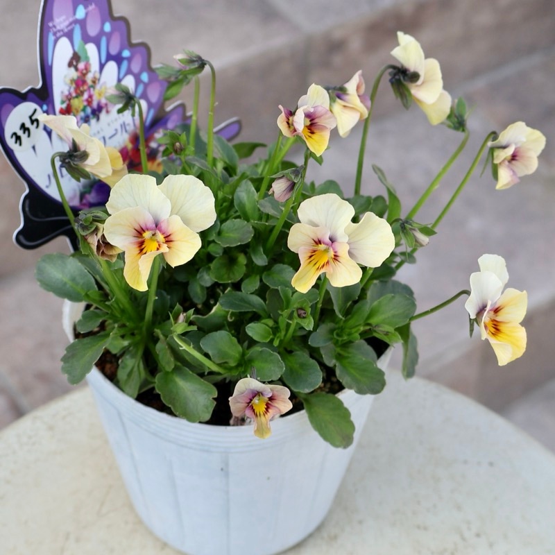 《2026年NEW画像撮影》画像の現品1点限り!!うえたビオラ「パピヨンワールド」335番 