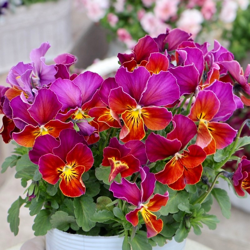 ラスト!! 画像の現品1点限り☆うえたビオラ「フェアリーフェネック」24番