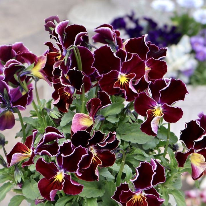 ラスト!! 画像の現品1点限り☆うえたビオラ「フェアリーフェネック」25番