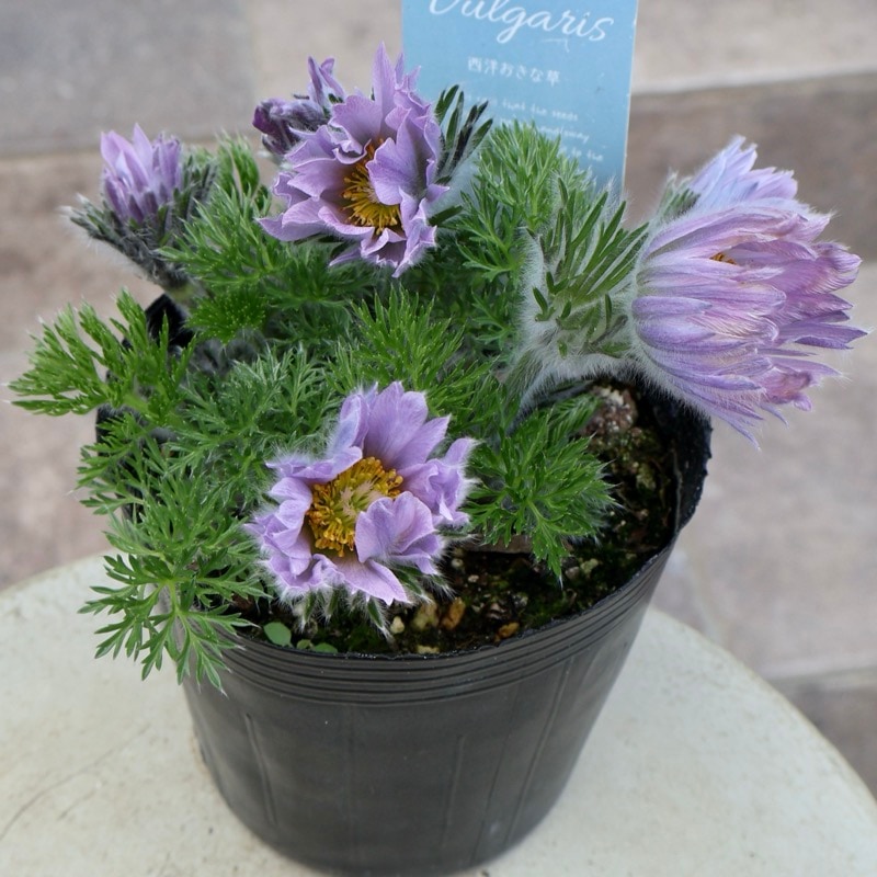 《当店で2年超栽培の3年物》風散歩プレミアム☆画像の現品!! 翁草~オキナグサ~27番