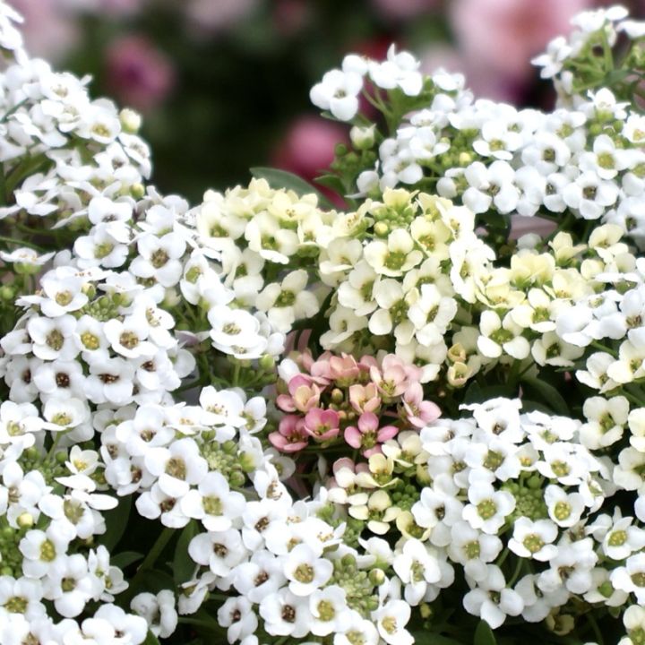 サトウ園芸さんのアリッサム「アリュール」5番 ホワイト&アプリコットMIX《3号ロングポット》