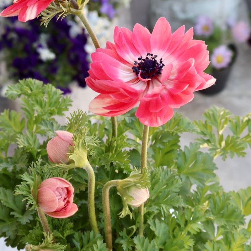 欲しい色が買える!!《画像の現品1点限り》八重咲きアネモネ「momo(もも)」25番