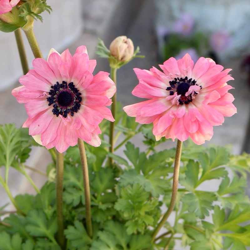 欲しい色が買える!!《画像の現品1点限り》八重咲きアネモネ「momo(もも)」26番