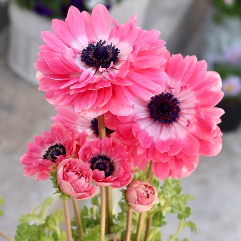 《画像の現品1点限り》驚きの特大2年生株★広原園さんオリジナル八重咲きアネモネ・24番