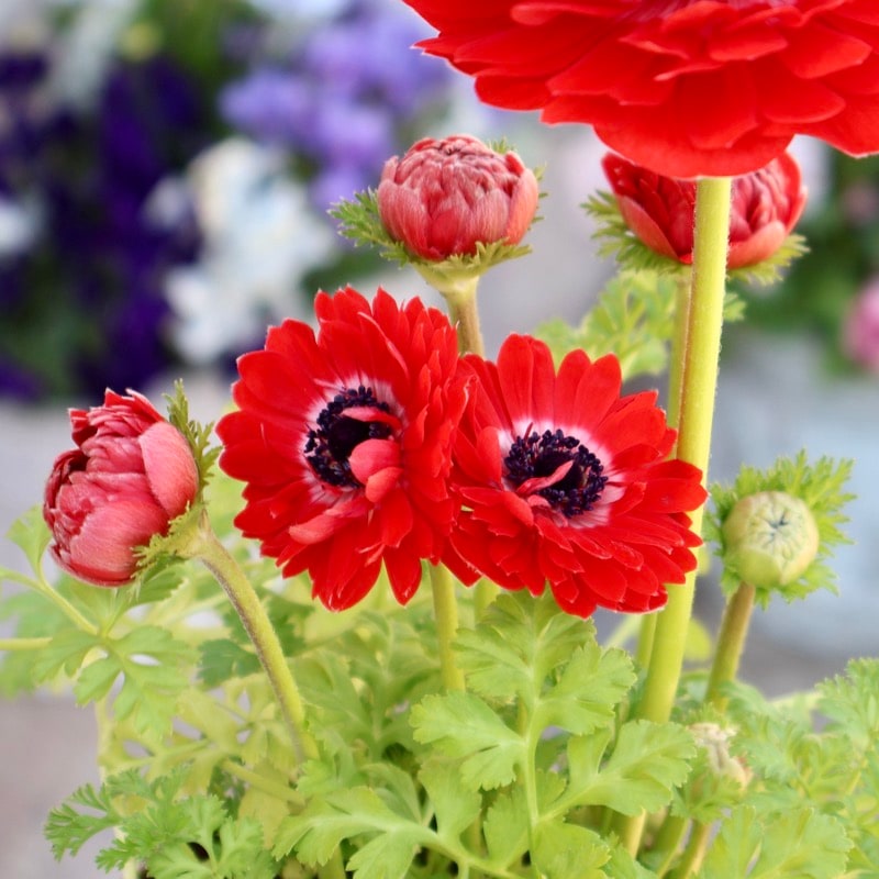 《画像の現品1点限り》驚きの特大2年生株★広原園さんオリジナル八重咲きアネモネ・25番