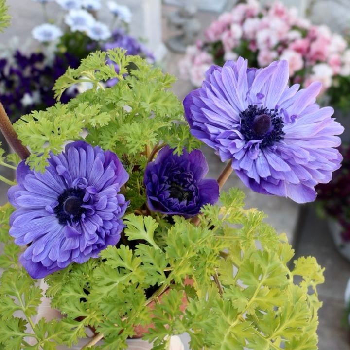 《画像の現品1点限り》驚きの特大2年生株★広原園さんオリジナル八重咲きアネモネ・26番