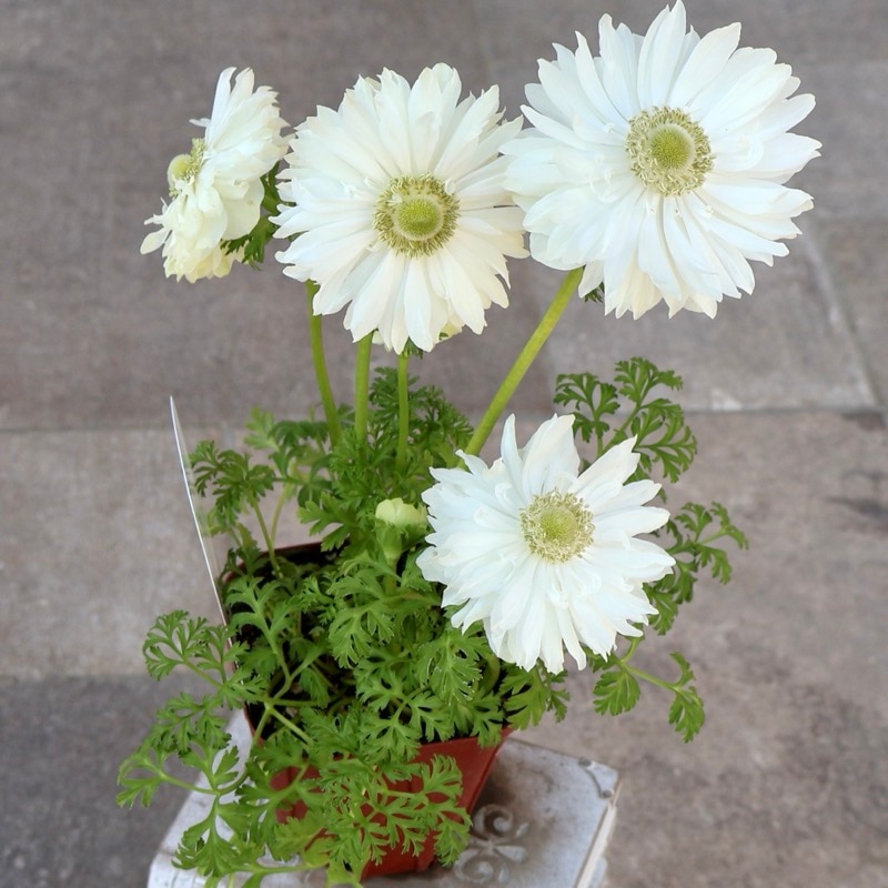 《画像の現品1点限り》驚きの特大2年生株★広原園さんオリジナル八重咲きアネモネ・27番