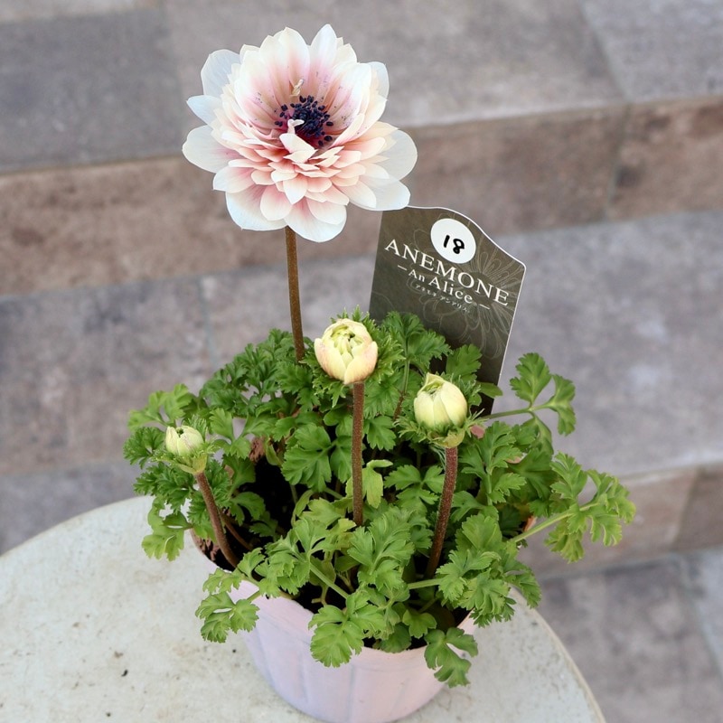 《画像の現品1点限り》2026年☆八重咲きアネモネ「アンアリス」26-18番(3.5号苗)