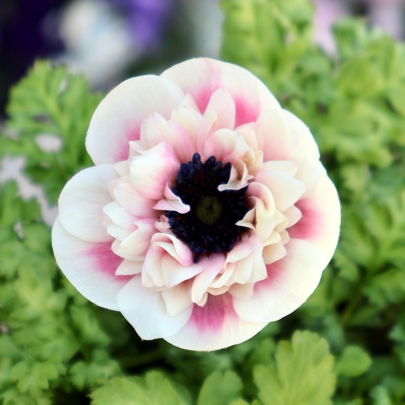 《画像の現品1点限り》2026年☆八重咲きアネモネ「アンアリス」26-19番(3.5号苗)