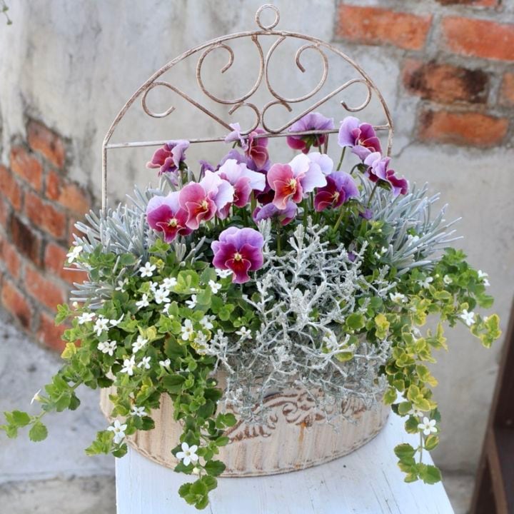 お値打ち♪1点物見本鉢★壁掛けブリキポット「エボルべ&バコパ」