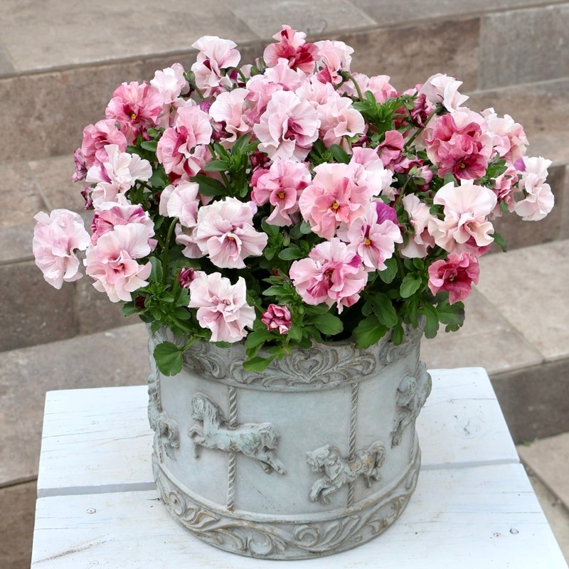 お買得♪1点物見本鉢★花苗うえたさんのパンジー「マリーリーン・プレミアムshibori」