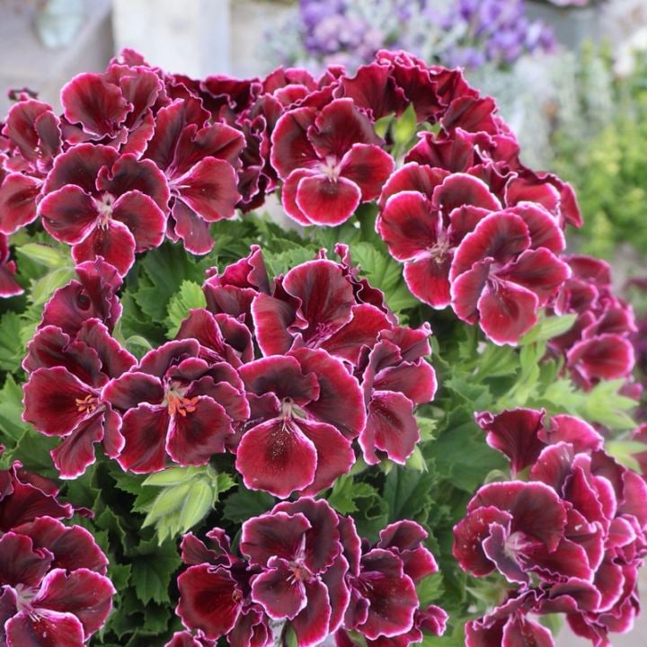 《画像(最初の6枚)の現品》【5号鉢】PAC社ペラルゴニウム・アリスト「ブラックビューティー」