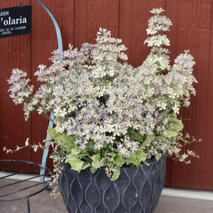 お値打ち♪1点物見本鉢★サントリーさんのウインティー新色「ブルーピコティー」