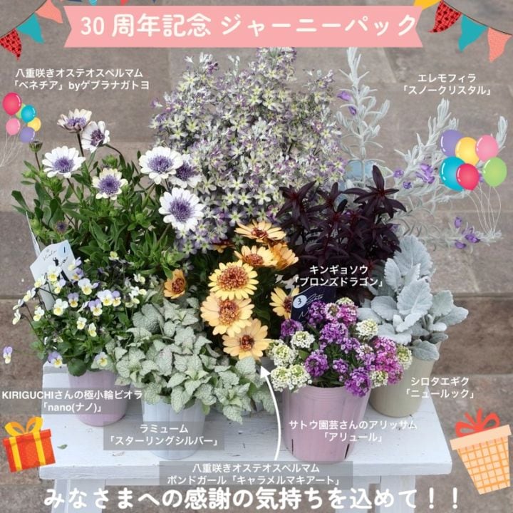 もう1セットご用意できました【30周年記念★ジャーニーパック】花苗No.325・Aセット(ベネチア他9株セット)